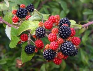 Blackberries_by_Hanney_Road_-_geograph.org_.uk_-_1469378-300x229